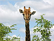 Foto Giraffe - 