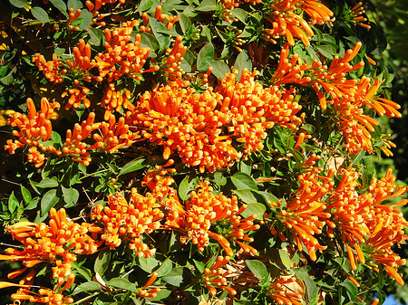 Foto Blumen