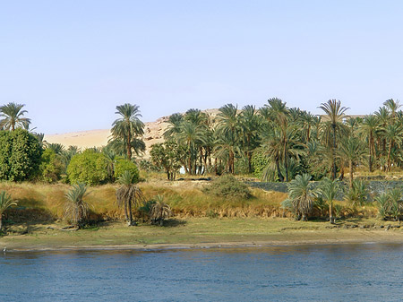 Palmen