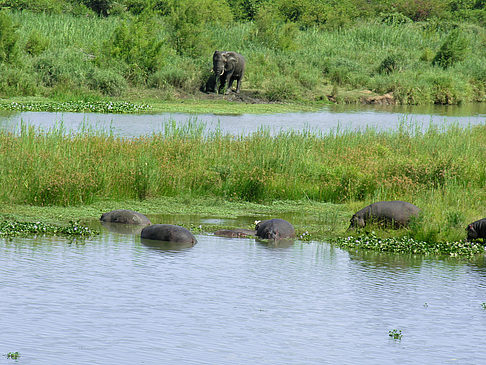 Foto Elefanten am Wasser - 