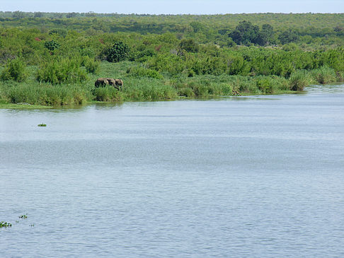 Foto Elefanten am Wasser - 