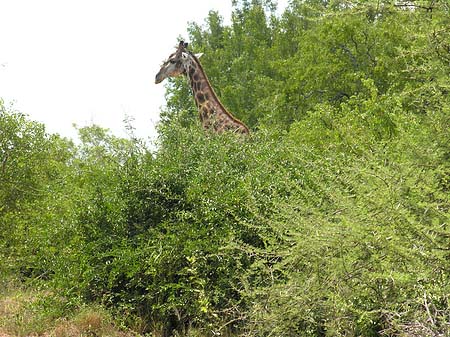 Fotos Giraffe