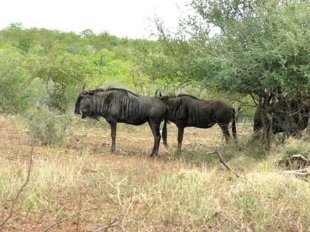 Foto Tiere des Nationalparks