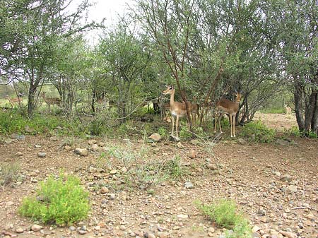 Zahmes Wild Foto 