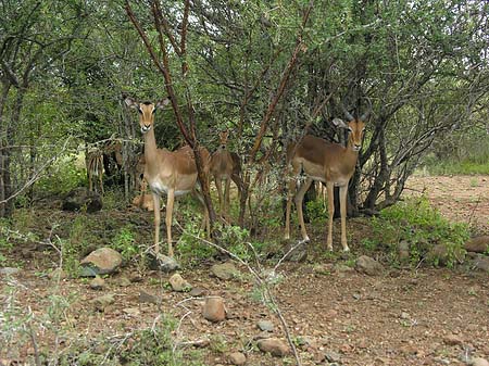 Foto Zahmes Wild - 