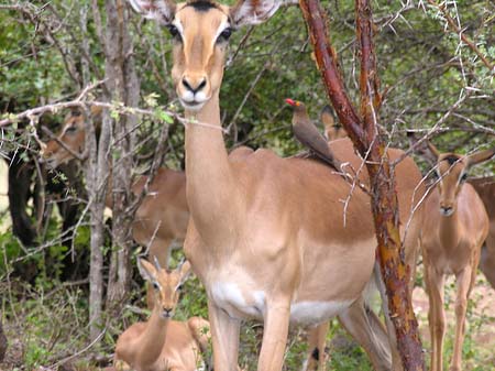 Foto Zahmes Wild
