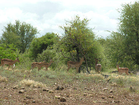 Fotos Zahmes Wild | 