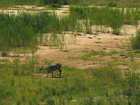 Zahmes Wild Fotos