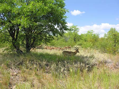 Zahmes Wild Foto 