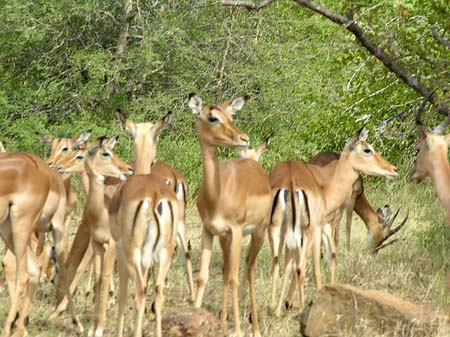 Fotos Zahmes Wild | 