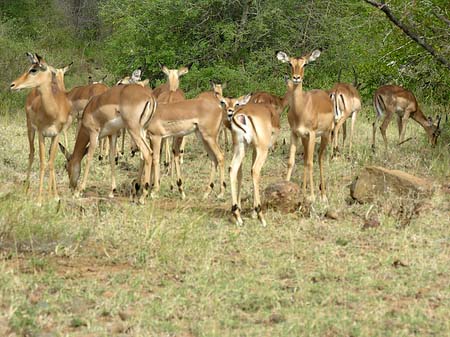 Fotos Zahmes Wild
