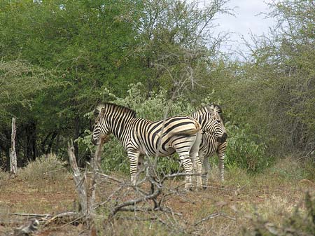 Fotos Zebras