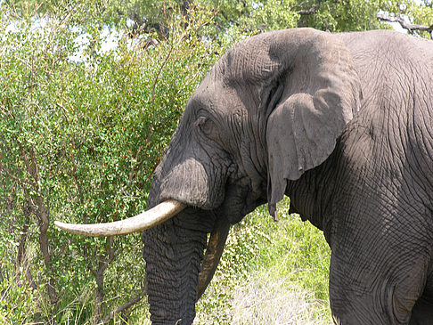 Foto Elefant - 