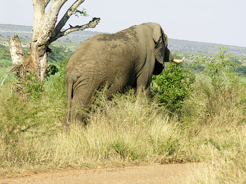 Elefant