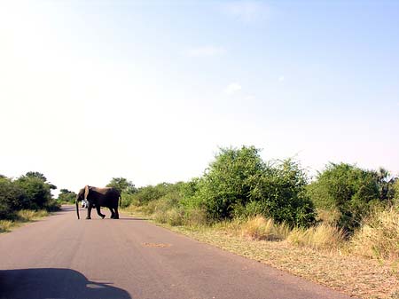 Fotos Elefant