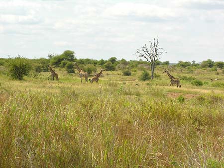 Giraffe Fotos