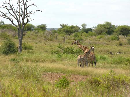 Fotos Giraffe