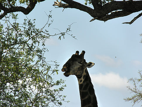 Giraffe