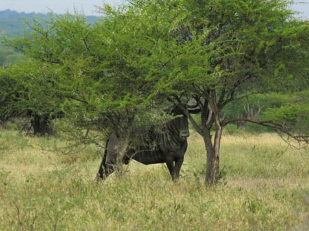 Tiere des Nationalparks Foto 
