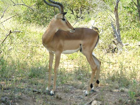 Wild Foto 