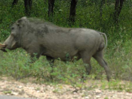 Foto Wildschwein