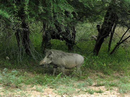 Foto Wildschwein