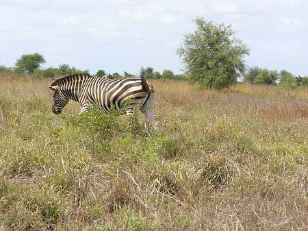 Zebras Foto 