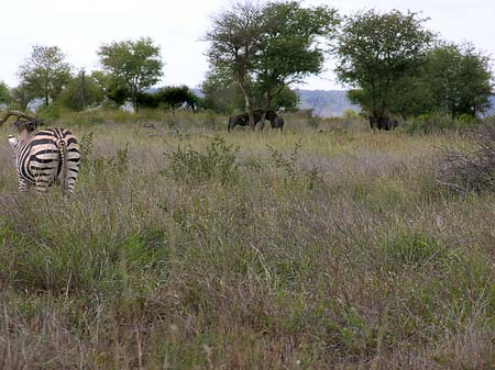 Zebras Fotos