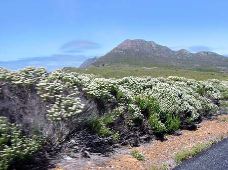 Foto Pflanzen auf dem Tafelberg - 