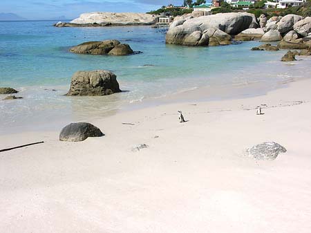Pinguine am Strand